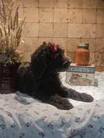 Josie, a female Poodle - Standard  for sale in Halifax, VA – 2 of 8