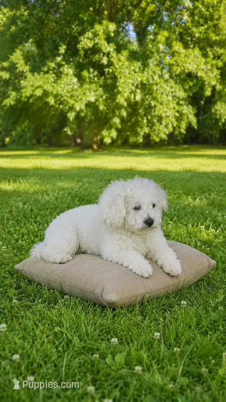 Skippy – Bichpoo puppy for sale in Halifax, VA