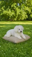 Skippy, a male Bichpoo for sale in Halifax, VA – 1 of 2