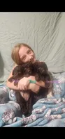 Claire, a female Poodle - Standard  for sale in Halifax, VA – 2 of 7