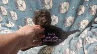 Claire, a female Poodle - Standard  for sale in Halifax, VA – 6 of 7