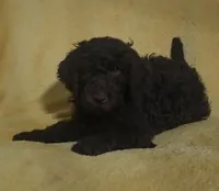 Rusty, a male Poodle for sale in Halifax, VA – Photo 1 of 5