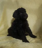 Rusty, a male Poodle for sale in Halifax, VA – Photo 4 of 5