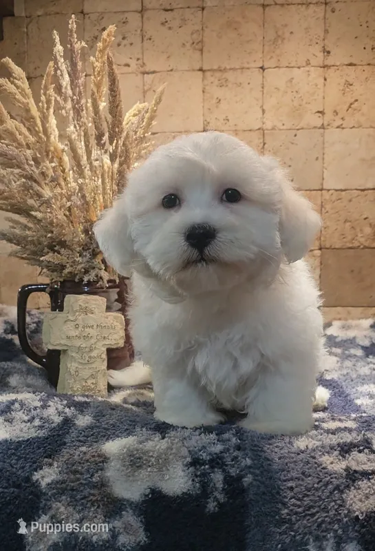 Casey – Mal Shi puppy for sale in Halifax, VA