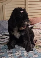 Bella, a female Sheepadoodle for sale in Halifax, VA – 3 of 7