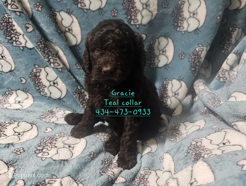 Gracie Teal collar – Poodle - Standard  puppy for sale in Halifax, VA