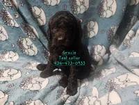 Gracie Teal collar, a female Poodle - Standard  for sale in Halifax, VA – 1 of 6