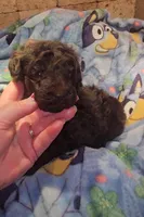 Felicity, a female Goldendoodle for sale in Halifax, VA – 1 of 3