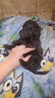 Felicity, a female Goldendoodle for sale in Halifax, VA – 3 of 3