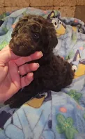 Felicity, a female Goldendoodle for sale in Halifax, VA – 2 of 3