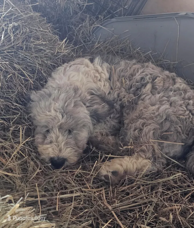 Josie – Bichpoo puppy for sale in Halifax, VA