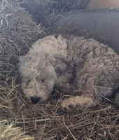Josie, a female Bichpoo for sale in Halifax, VA – Photo 1 of 5