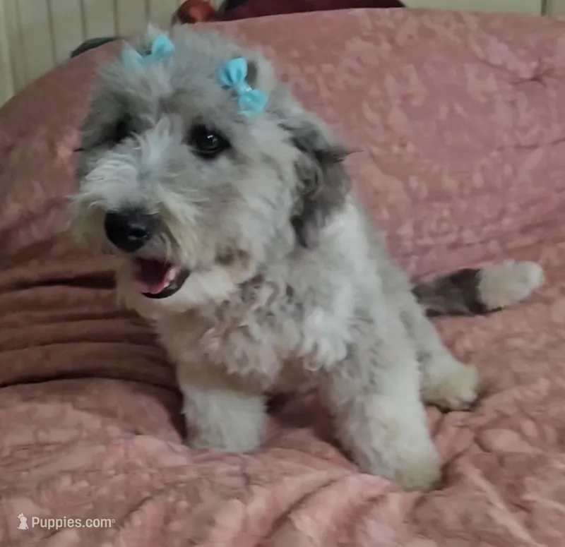 Josie – Bichpoo puppy for sale in Halifax, VA