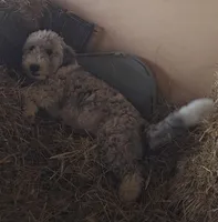 Josie, a female Bichpoo for sale in Halifax, VA – Photo 3 of 5