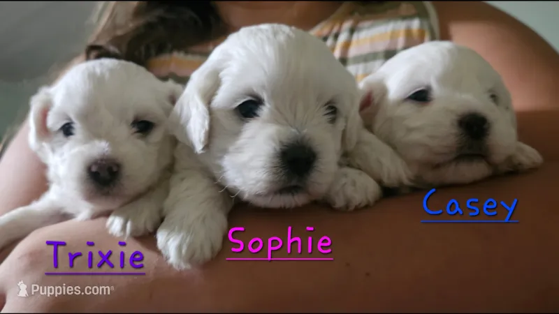 Sophie – Mal Shi puppy for sale in Halifax, VA