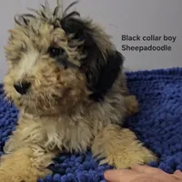 Black collar boy Sheepadoodle, a male Sheepadoodle for sale in Halifax, VA – Photo 1 of 4
