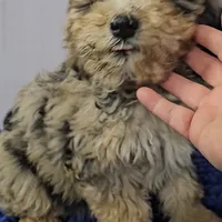 Black collar boy Sheepadoodle, a male Sheepadoodle for sale in Halifax, VA – Photo 3 of 4