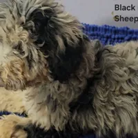 Black collar boy Sheepadoodle, a male Sheepadoodle for sale in Halifax, VA – Photo 2 of 4
