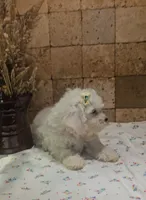 Sadie, a female Bichpoo for sale in Virgilina, VA – 5 of 5