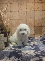 Radar, a male Bichpoo for sale in Halifax, VA – 2 of 6