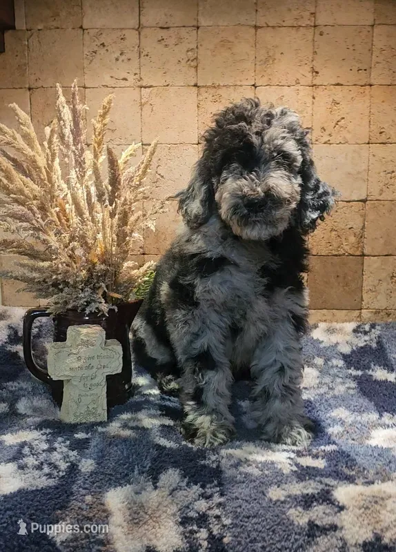 Rocco – Poodle - Standard  puppy for sale in Halifax, VA