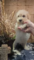 River, a male Bichpoo for sale in Halifax, VA – 4 of 4