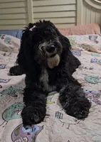 Bella, a female Sheepadoodle for sale in Halifax, VA – 1 of 7