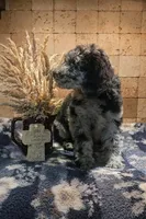 Rocco, a male Poodle - Standard  for sale in Halifax, VA – 4 of 7
