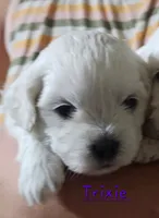 Trixie , a female Mal Shi for sale in Halifax, VA – 2 of 2