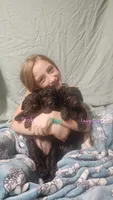 Gracie Teal collar, a female Poodle - Standard  for sale in Halifax, VA – 5 of 6