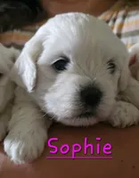 Sophie, a female Mal Shi for sale in Halifax, VA – 2 of 2