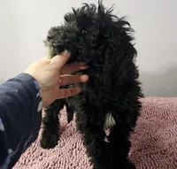 Black girl Sheepadoodle, a female Sheepadoodle for sale in Halifax, VA – Photo 3 of 6