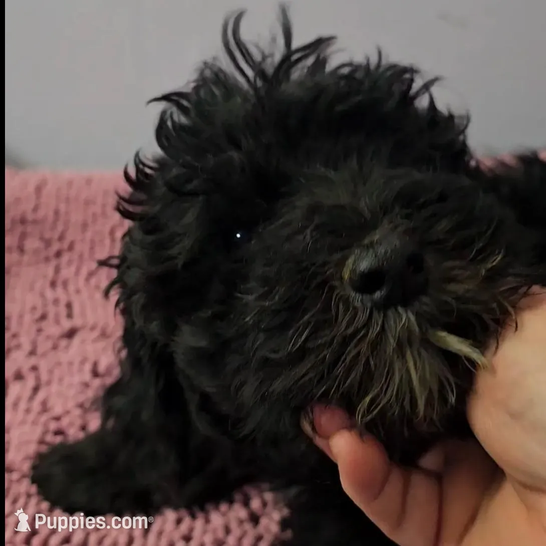 Black girl Sheepadoodle