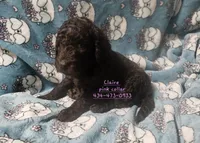 Claire, a female Poodle - Standard  for sale in Halifax, VA – 4 of 7