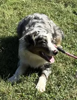 Charlotte, a female Australian Shepherd for sale in Sneedville, TN – 3 of 7