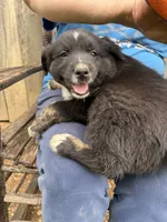 Patch, a male Australian Shepherd for sale in Sneedville, TN – 1 of 3