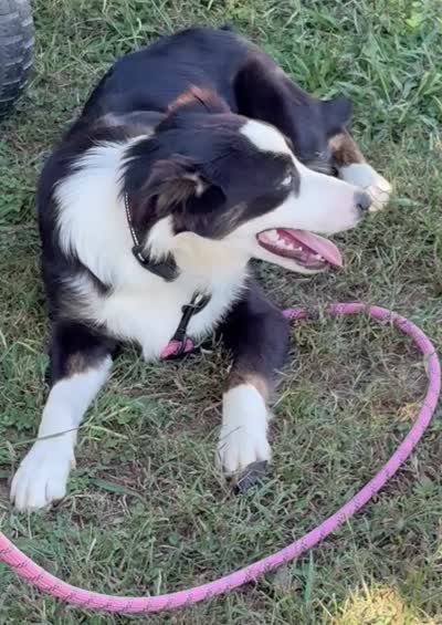 Collette, a female Australian Shepherd for sale in Sneedville, TN – 7 of 9