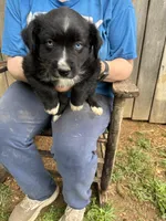 Playful, a female Australian Shepherd for sale in Sneedville, TN – 1 of 2