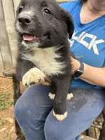 Roger, a male Australian Shepherd for sale in Sneedville, TN – 2 of 3