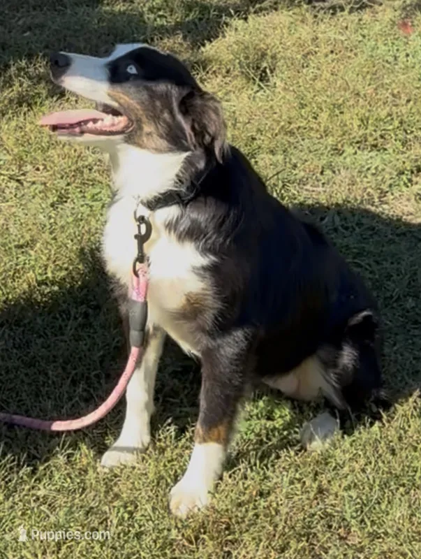 Collette – Australian Shepherd puppy for sale in Sneedville, TN