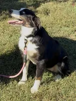 Collette, a female Australian Shepherd for sale in Sneedville, TN – 1 of 9