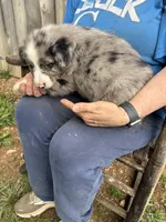 Charlotte, a female Australian Shepherd for sale in Sneedville, TN – 3 of 3