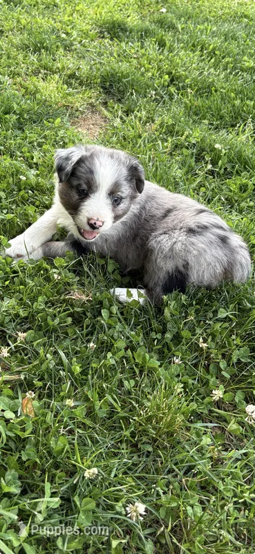 Charlotte – Australian Shepherd puppy for sale in Sneedville, TN