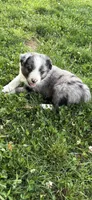 Charlotte, a female Australian Shepherd for sale in Sneedville, TN – 1 of 5