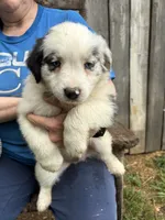 Fatterson, a male Australian Shepherd for sale in Sneedville, TN – 3 of 5