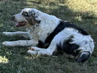 Fatterson, a male Australian Shepherd for sale in Sneedville, TN – 6 of 7
