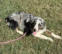 Charlotte, a female Australian Shepherd for sale in Sneedville, TN – 2 of 7