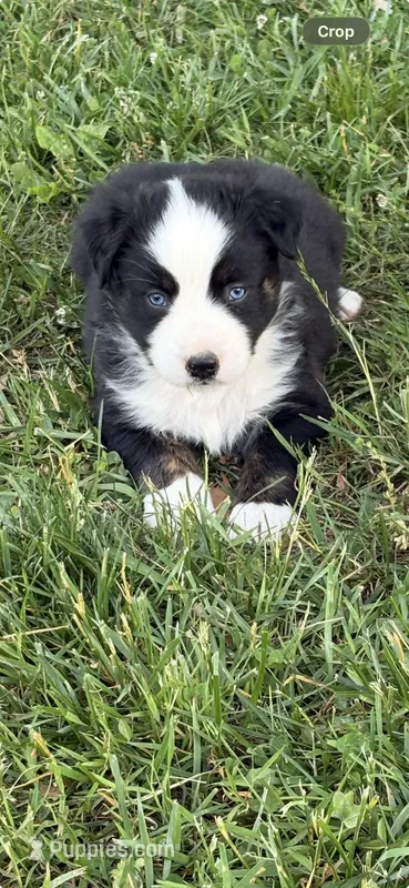 Collette – Australian Shepherd puppy for sale in Sneedville, TN