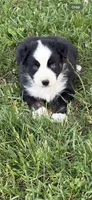 Collette, a female Australian Shepherd for sale in Sneedville, TN – 1 of 5