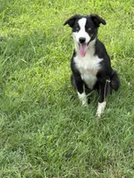 Collette, a female Australian Shepherd for sale in Sneedville, TN – 6 of 6